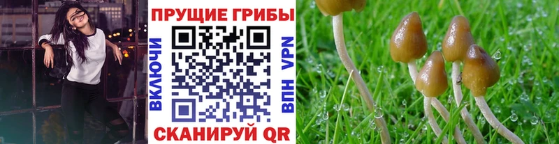 где купить наркотик  Гатчина  Псилоцибиновые грибы ЛСД 